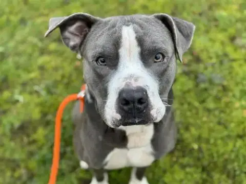 Arlo