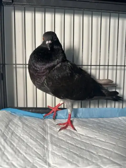 Sammy
