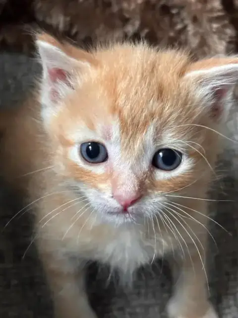 Maverick