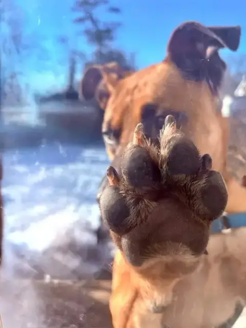 Scooby Doo photo 5