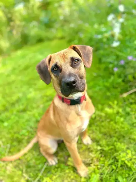Tico