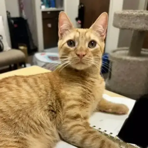 Dexter