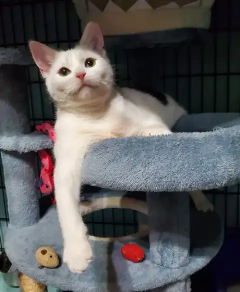 Clarabelle photo 3