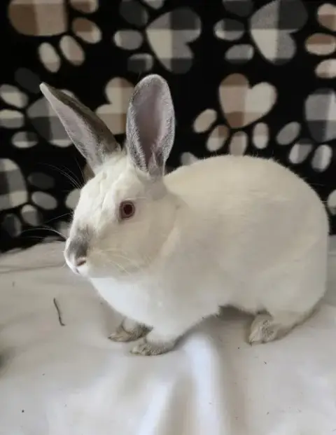 Smudge photo 2