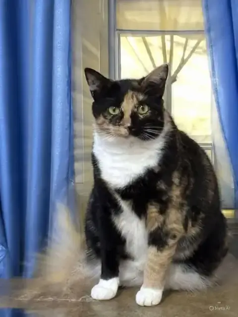 Lucille: Not At Shelter