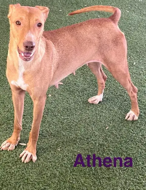 Athena photo 2