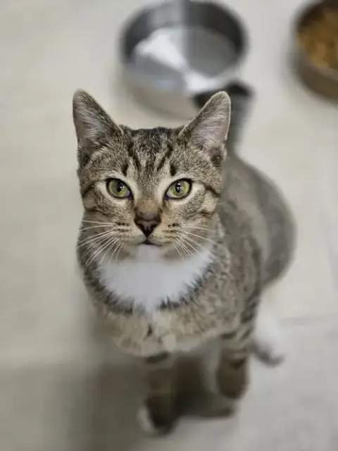 Kovu photo 3