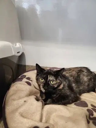 Ororo