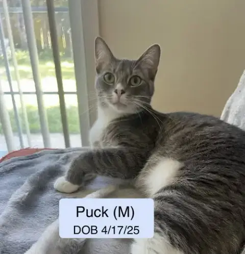 Puck Bonded With Pease Blossom
