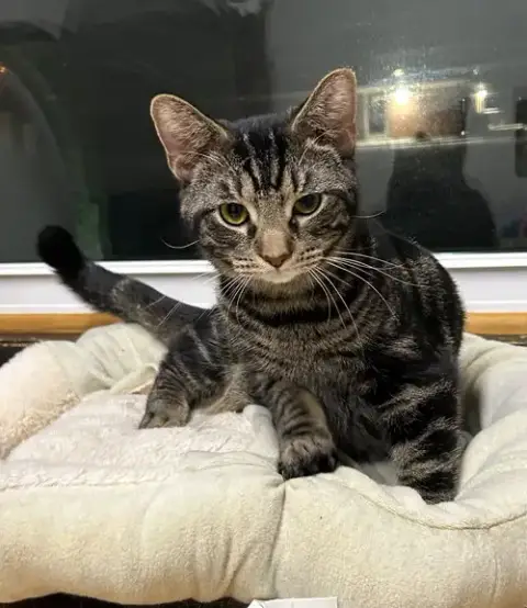 Hubub