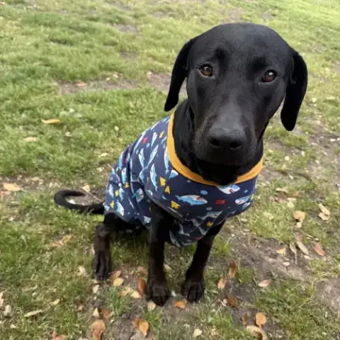 Mollie Ii