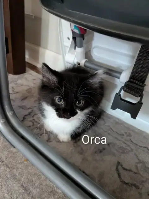 Orca