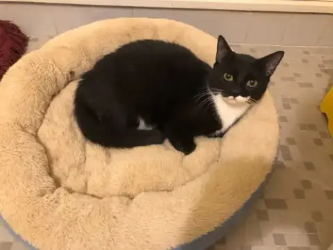Oreo photo 3