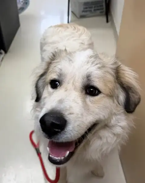 Loki