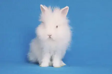 Simchi Aka Frankie