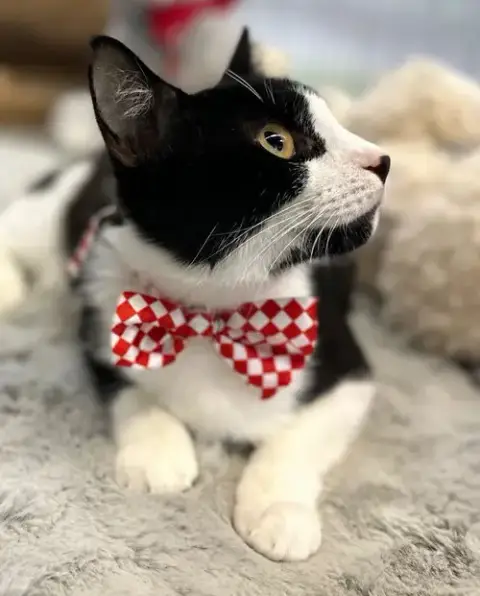Kitzo photo 4