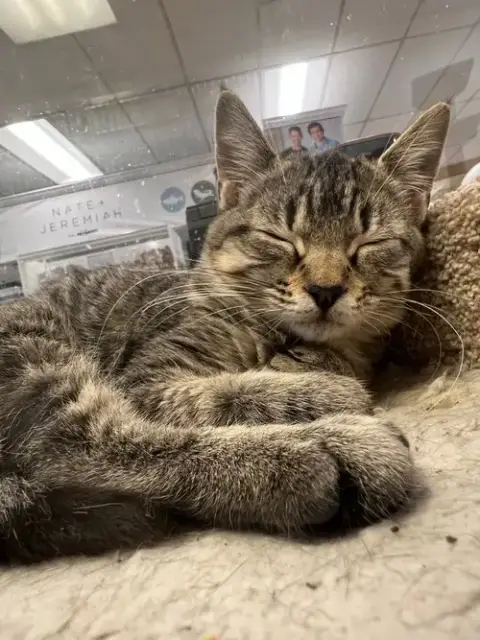 Moppet