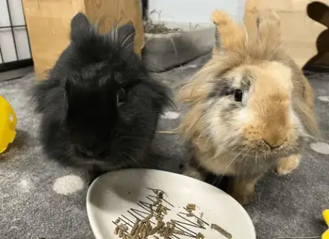 Ginger And Newton