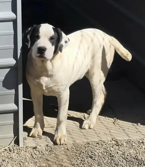 Pedro