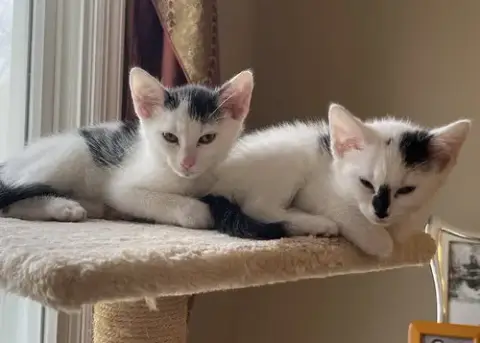 Jean'S Jon Snow Kitten photo 4