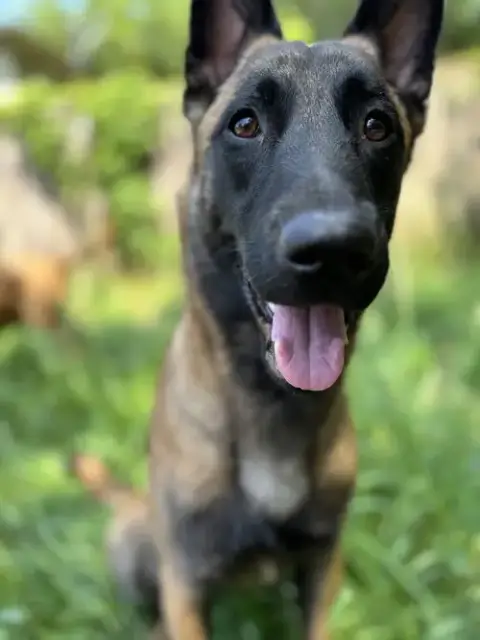 Luci