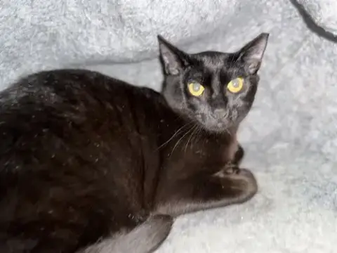 Figaro