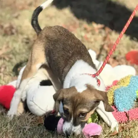 Roo photo 3