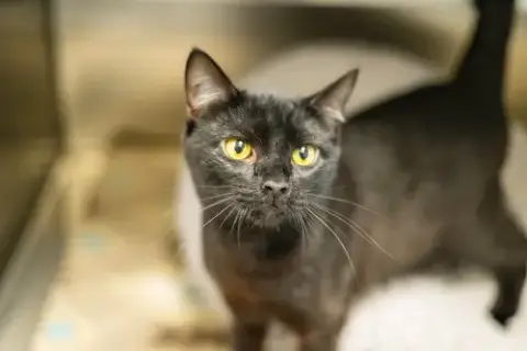 Onyx photo 2