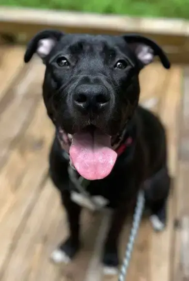 Linus photo 2
