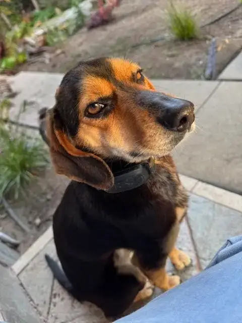 Maple