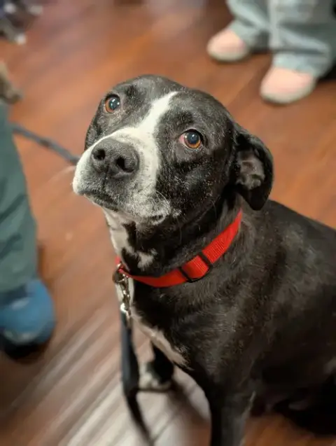 Darla