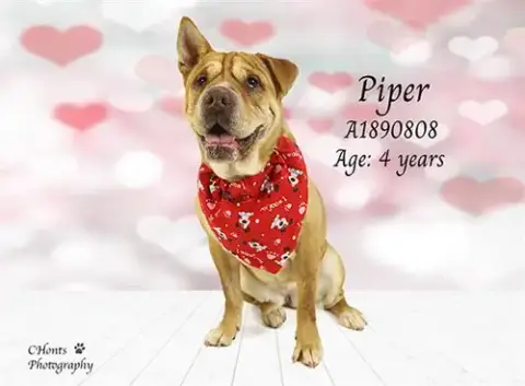 Piper