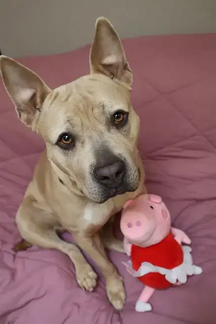 Peppa