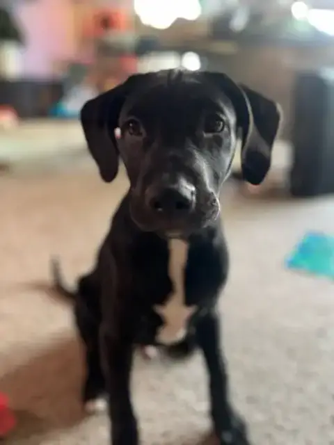 Ziggy- Cl