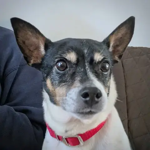 Cheddar photo 2