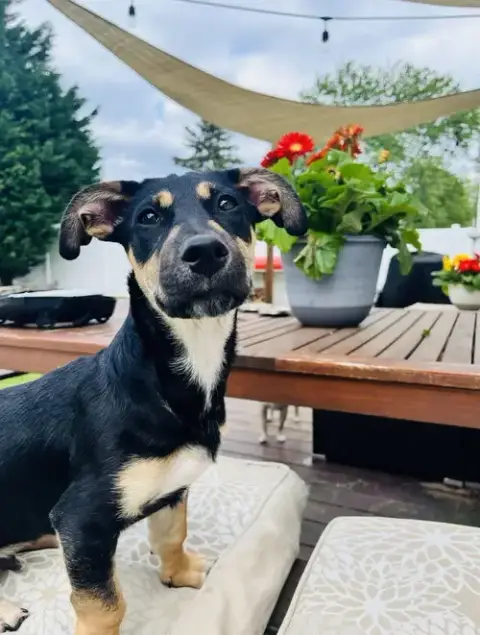 Lil Dipper Aka Leo photo 5