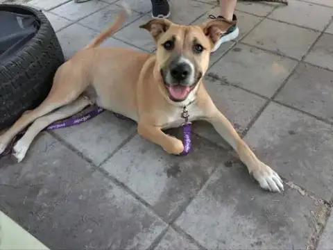 Cutie Pie