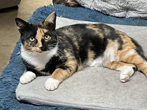 Lucille: Not At Shelter photo 4