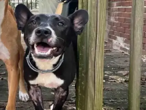 Arrow