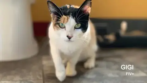 Gigi