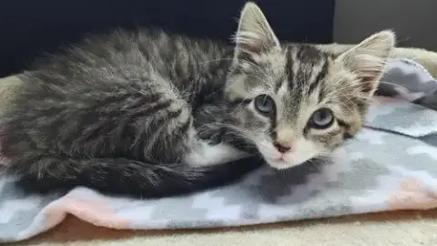 Flynn Kitten