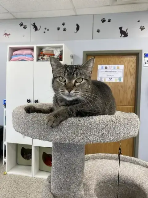 Nala