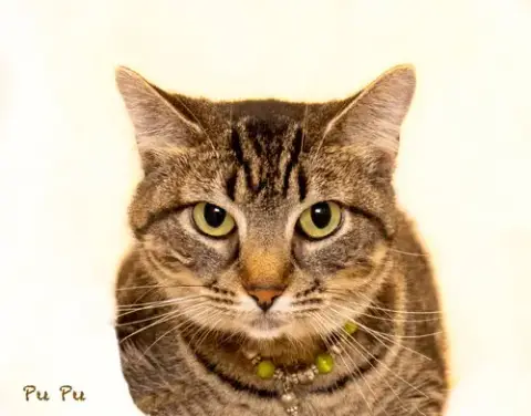 Pu Pu