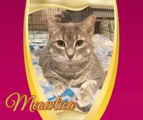 Meowlica photo 3