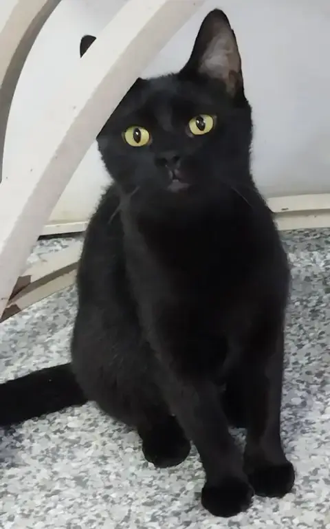 Misty Onyx * In Foster * photo 2