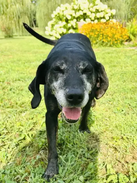 Maci