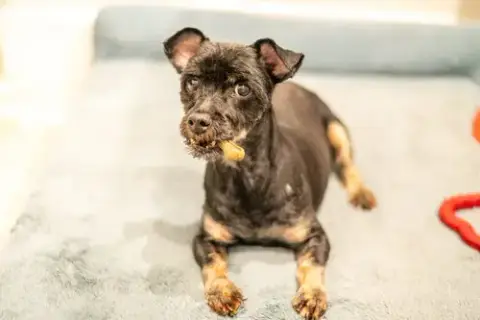 Taco photo 3