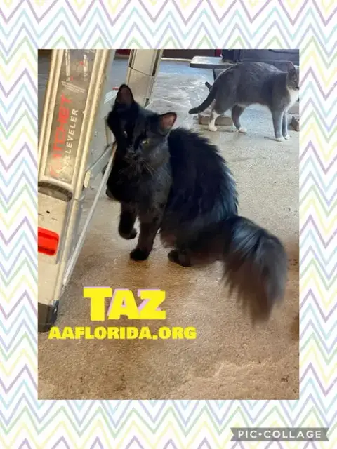 Taz *Cyd photo 5