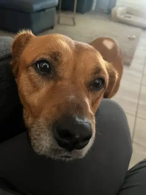 Holly