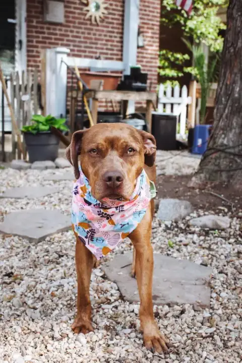 Penny photo 3
